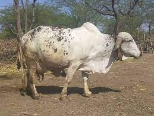 गाय, गोमांस और समाज के अलावा  राष्ट्रवाद पर क्या कहते थे प्रेमचंद!