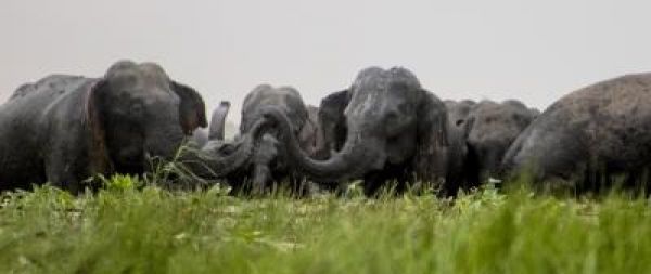 ट्रेन-हाथियों की टक्‍कर रोकने के लिए बेहतर समन्‍वय बनाएंगे वन विभाग और रेलवे
