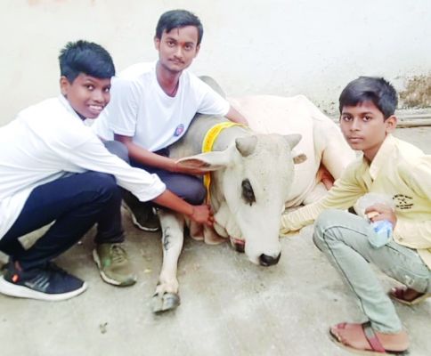 दुर्घटनाओं से बचाने वयं फाउंडेशन ने मवेशियों को बांधीं रेडियम पट्टियां   