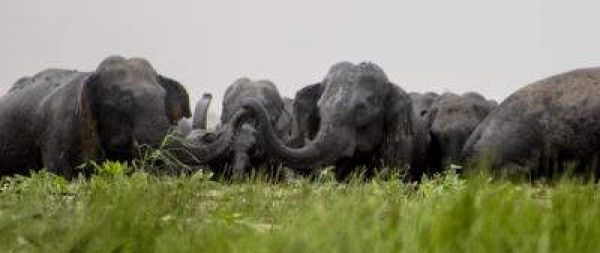 तमिलनाडु वन विभाग हाथियों के प्रवास की कर रहा तैयारी