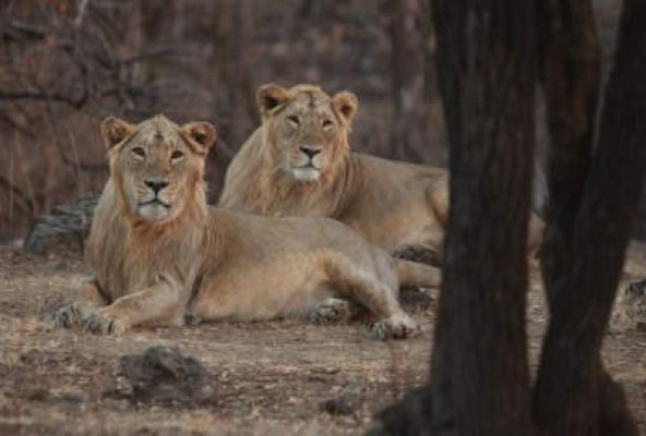 गिर वन में अवैध प्रवेश को लेकर 2 पर्यटकों, 4 अन्य पर 1.75 लाख रुपये का जुर्माना 