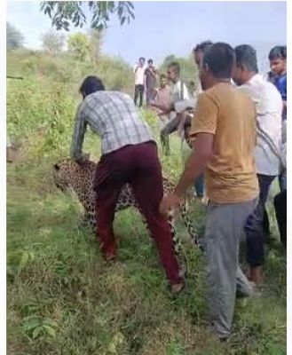 ग्रामीणों के लिए तेंदुआ बना खिलौना