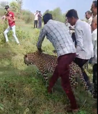 बिजनौर में कुएं में फंसे तेंदुए का सुरक्षित रेस्क्यू