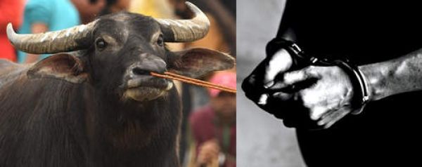 कर्नाटक: भैंस चोरी का आरोपी 58 साल बाद गिरफ्तार
