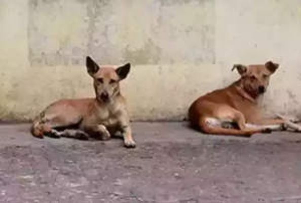 कर्नाटक में कुत्तों ने बुजुर्ग व्यक्ति को नोच-नोच कर मार डाला
