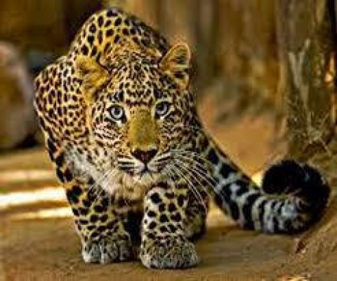 उत्तराखंड में 4 साल की बच्ची को गुलदार ने बनाया निवाला, ग्रामीणों में आक्रोश