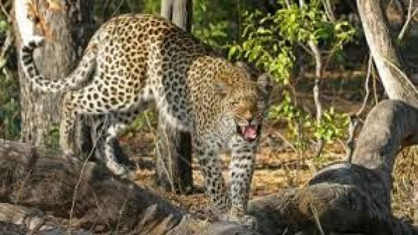 आठ वर्षीय बच्चे को तेंदुए ने मारा, पकड़ने के लिए चार टीमें लगायी गयी
