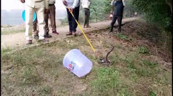 रिमांड के दौरान राहुल की निशानदेही पर फरीदाबाद से बरामद दोनों कोबरा को जंगल में छोड़ा गया