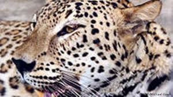 उत्तर प्रदेश: नौ वर्षीय बच्चे को तेंदुआ उठा ले गया, झाड़ियों में शव मिला