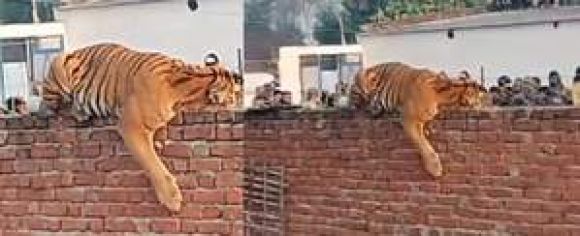पीलीभीत में 12 घंटे की कड़ी मशक्कत के बाद बाघिन पिंजरे में कैद