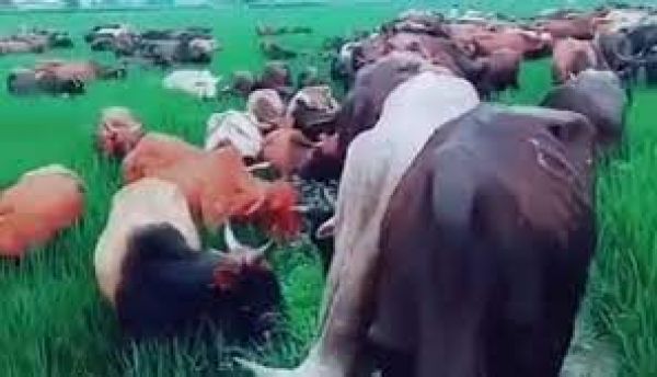 आवारा पशु