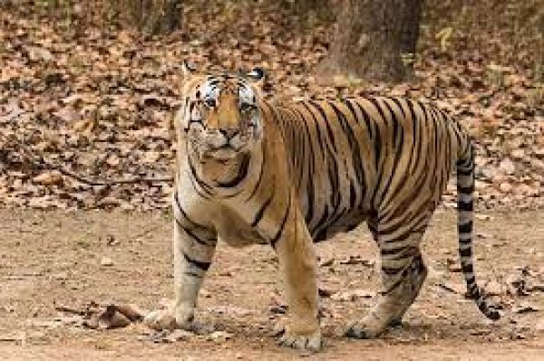 प्रदर्शनी में ब्रिटेन के शाही महल में बाघों की देखभाल करने वाले भारतीय का चित्र भी लगाया जाएगा