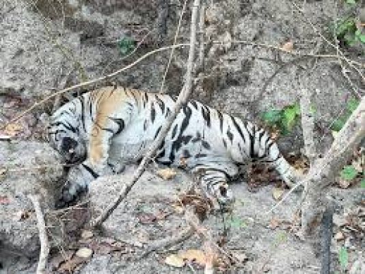 मप्र के बांधवगढ़ अभयारण में बाघ मृत मिला, एक हफ्ते में दूसरी घटना