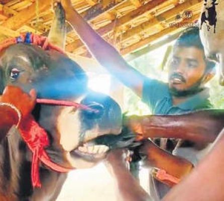 तमिलनाडु में सांड को जबरदस्ती जिंदा मुर्गा खिलाने के आरोप में यूट्यूबर के खिलाफ एफआईआर