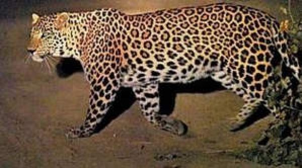 बिहार : रोहतास के डेहरी में शहर में तेंदुआ घर में घुसा, परिवार ने कमरे में बंद किया