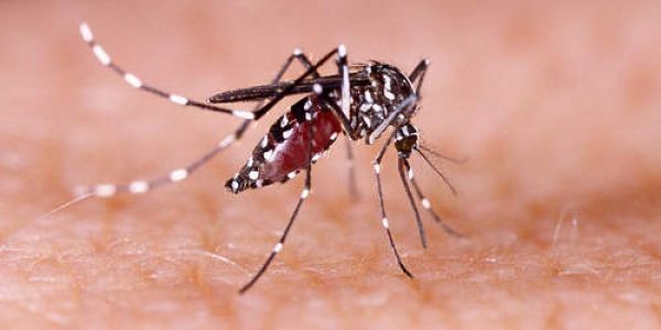 तमिलनाडु में डेंगू बुखार से छठी कक्षा की लड़की की मौत