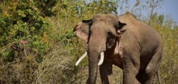 केरल: वायनाड में जंगली हाथी ने एक व्यक्ति को कुचला