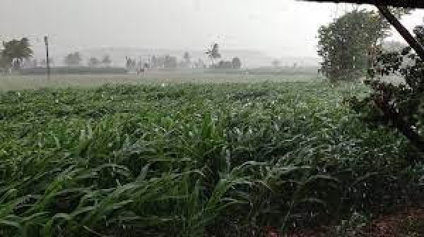 महाराष्ट्र: विदर्भ क्षेत्र में बेमौसम बारिश और ओलावृष्टि से फसलें हुईं प्रभावित