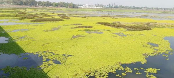 हरी चादर में लिपटी यह महानदी है, गाद व मुरुम-मिट्टी ने रोकी पानी की धार