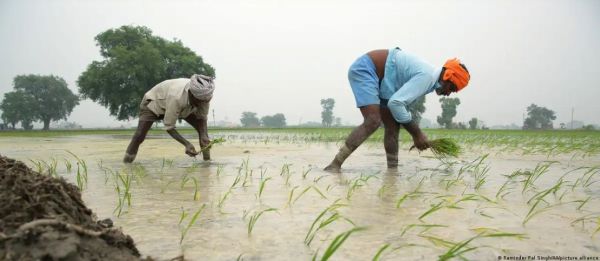 भारत की हरित क्रांति का वो पहलू, जो हरा-भरा नहीं था
