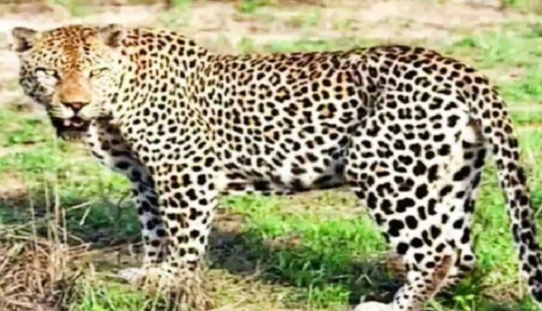 रुद्रप्रयाग में गुलदार ने लड़के पर किया हमला, अस्पताल में चल रहा इलाज