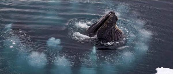 खुल गया व्हेल मछलियों के गाने का रहस्य