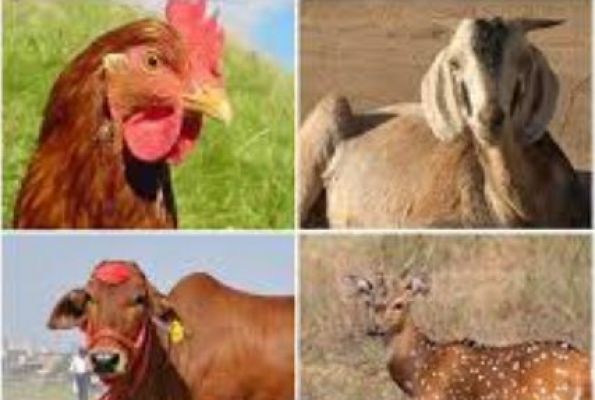 ईश्वर के नाम पर पशु बलि बंद हो