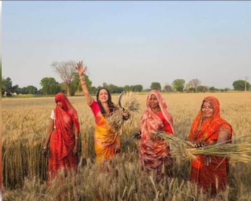 मथुरा में किसानों के साथ हेमा मालिनी ने काटे गेहूं
