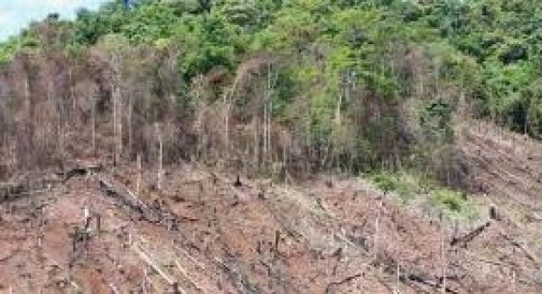 जंगलों की कटाई पर हमेशा ही खामोश क्यों?