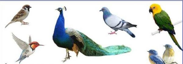 पक्षी भी करते हैं ‘पहले आप!’, ‘पहले आप!’
