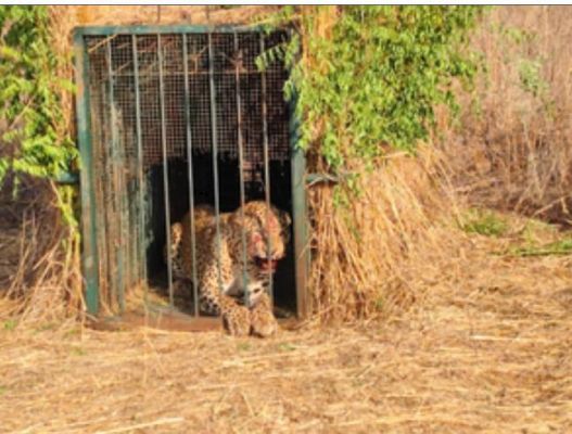 वन विभाग ने हैदराबाद एयरपोर्ट के पास घूम रहे एक तेंदुए को पकड़ा