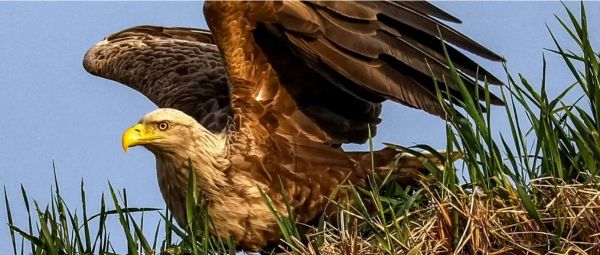 यूक्रेन युद्ध के कारण चीलों ने बदली राह, चुना लंबा रास्ता