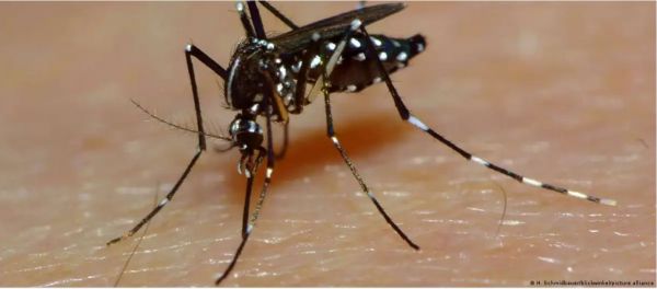 यूरोप में कौन लेकर आ रहा है डेंगू