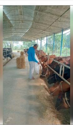 देसी नस्ल की गाय के संरक्षण की ललक ने बना दिया डेयरी फार्म मालिक, प्रतिदिन बेच रहे 350 लीटर दूध