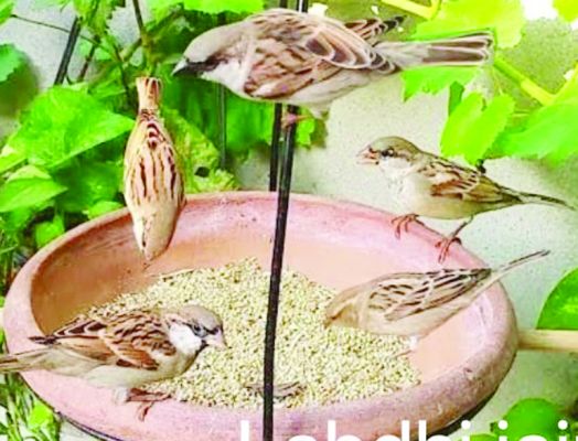 डीपीएस रायपुर इको क्लब का पक्षियों का देखभाल प्रोत्साहन 
