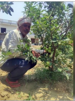 शिमला के सेबों से गुलजार होगा पूर्वांचल का तराई क्षेत्र 