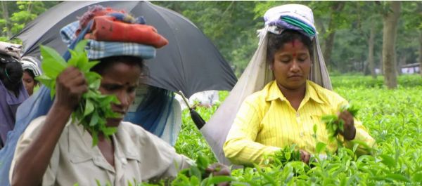 भारत में चाय उत्पादन में अचानक गिरावट क्यों?