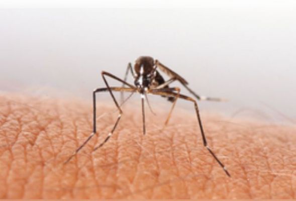 झारखंड में पांव पसार रहा डेंगू-मलेरिया, स्वास्थ्य विभाग अलर्ट 