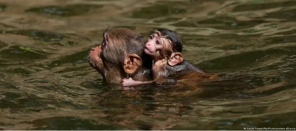जंगली जानवरों के लिए जानलेवा साबित हो रही बढ़ती गर्मी