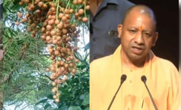 औषधीय गुणों से भरपूर है पनियाला पौधा, पुनर्जीवन की कोशिश शुरू