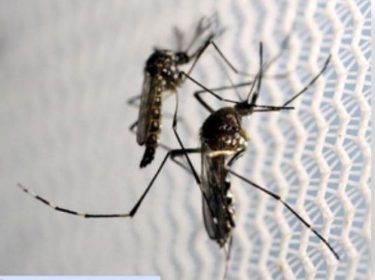 बिहार में डेंगू के मरीजों की बढ़ रही संख्या, 'हॉट स्पॉट' पर कड़ी नजर