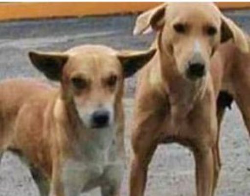रस्सी से बंधे, बोरों में भरे छह कुत्तों को बचाया गया; दो लोगों के खिलाफ मामला दर्ज