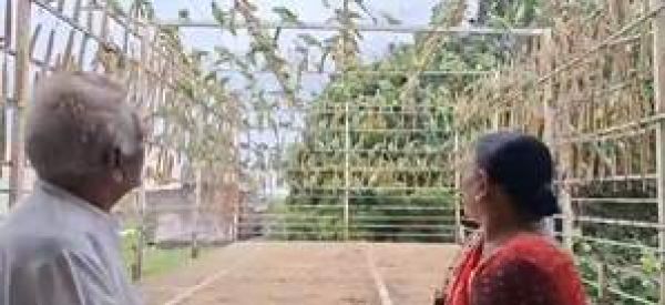 गुजरात: हरसुख भाई के घर पर हजारों परिंदे, इंसानियत व दोस्ती की खूबसूरत मिसाल