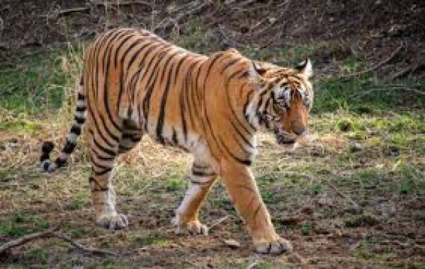 मध्य प्रदेश के कान्हा अभयारण्य में बाघ के हमले में महिला की मौत