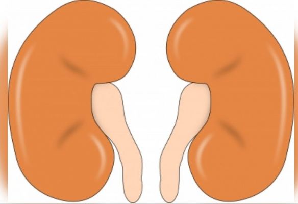किडनी रोगियों के लिए प्रोटीन युक्त आहार फायदेमंद: शोध 