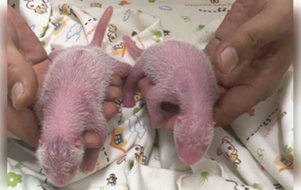 हांगकांग में पहले जुड़वां पांडा शावकों का जन्म 