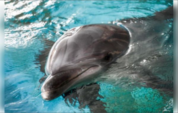 कंबोडिया में इस साल फिशिंग के दौरान तीसरी दुर्लभ मेकांग इरावदी डॉल्फिन की मौत नोम 