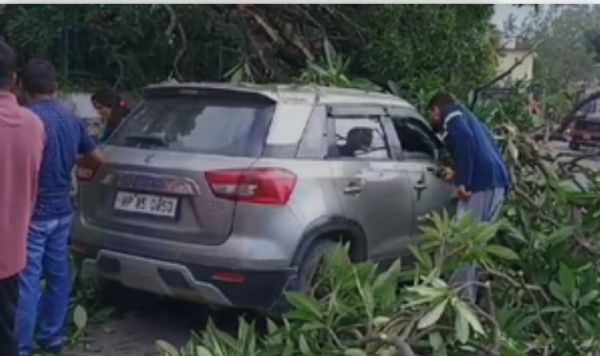 हिमाचल के नाहन में पेड़ काटने के दौरान हादसा, कई गाड़ियां दबीं 