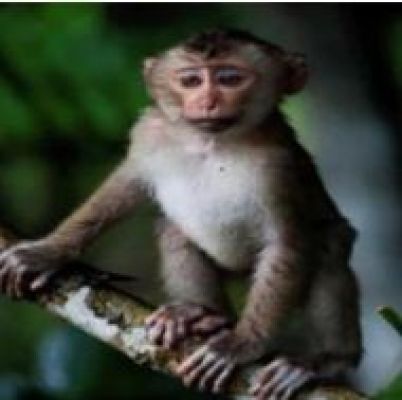 मध्यप्रदेश : करंट लगने से बंदर की मौत, स्थानीय लोगों ने किया पारंपरिक अंतिम संस्कार