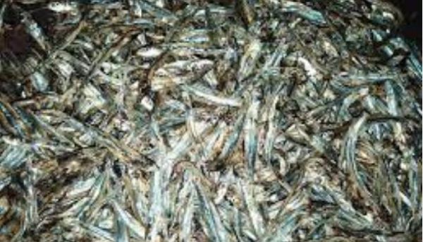 मैं तो एक ही सुगंध जानती हूं